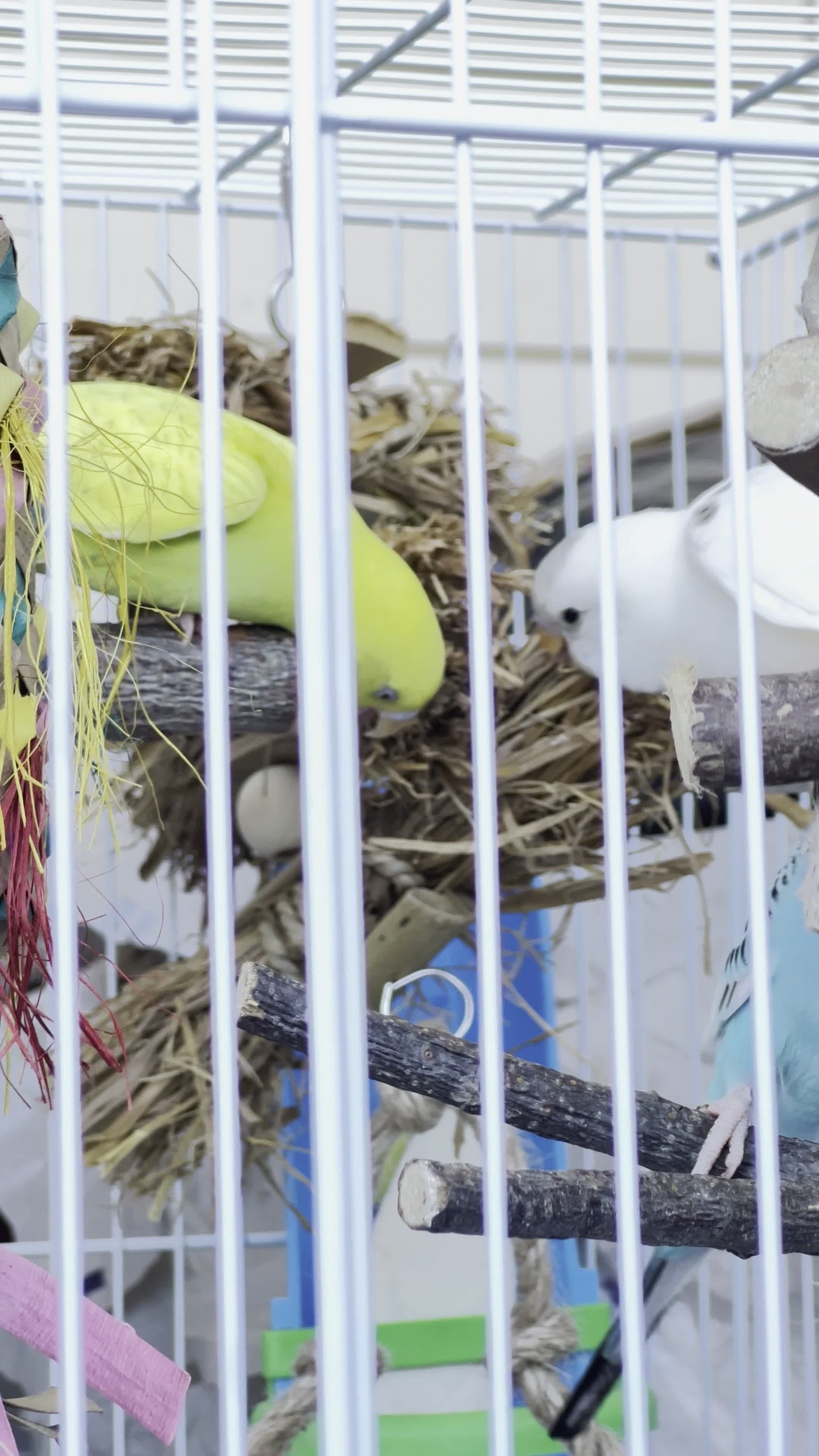 A white wire birdcage with several birds perched on wooden branches and a straw nest inside, including a bright yellow-green bird, a white bird, and part of a pale blue bird.