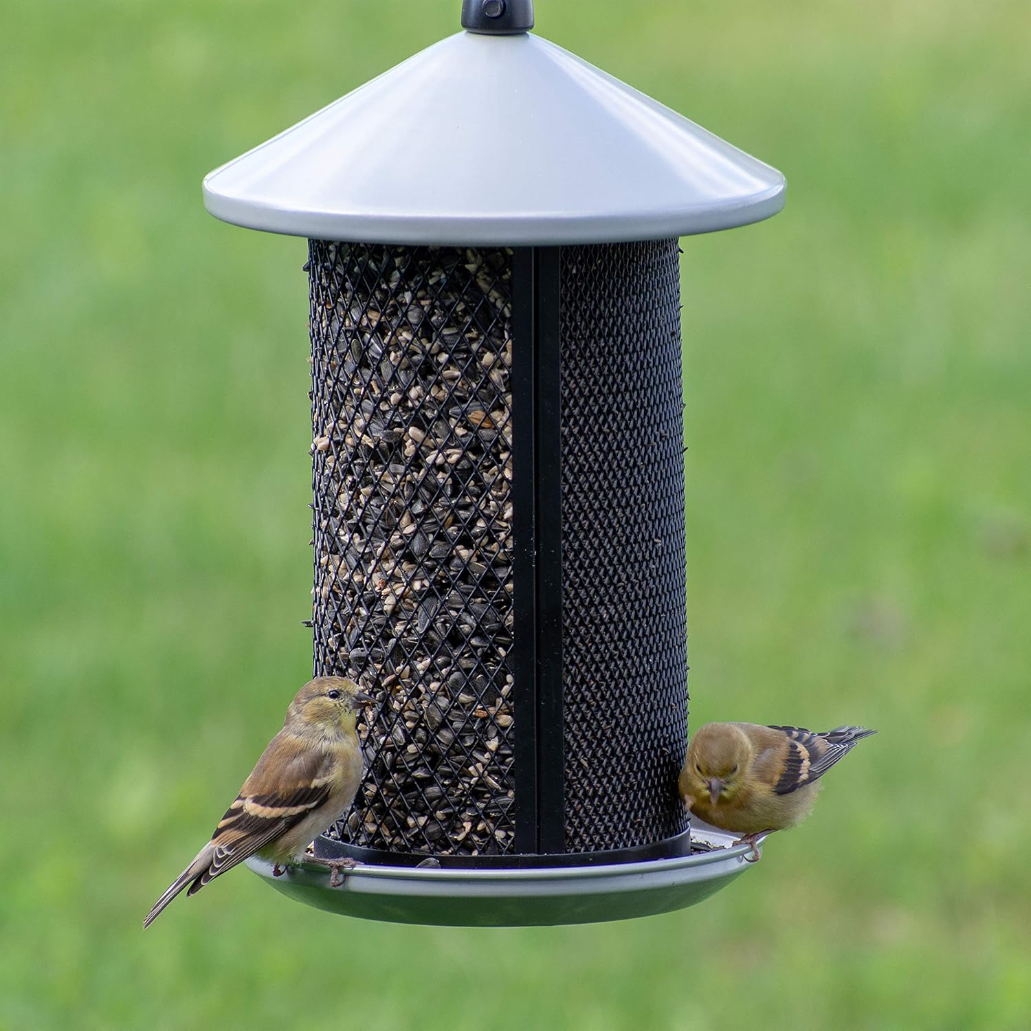Bird feeder with two birds on a green background