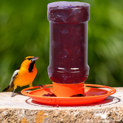 Orange bird perched on a bird feeder