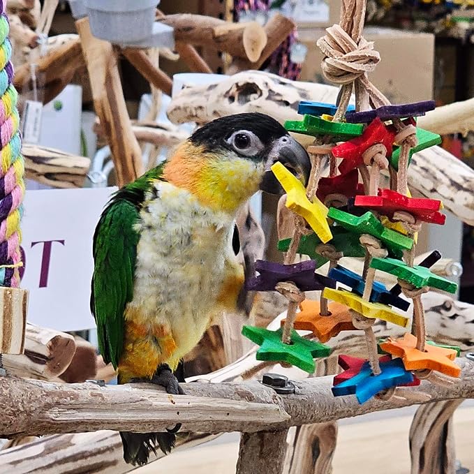 Parrot interacting with a colorful wooden toy on a branch
